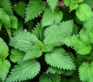 The top 3-4 inches of fresh spring stinging nettles.